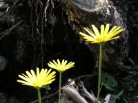 Blumen im Karwendeltal