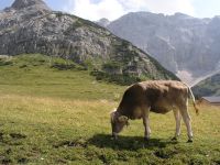 Karwendelalm, im Hintergrund das Karwendelhaus